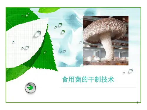 食用菌的干制技术