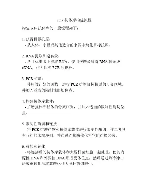scfv抗体库构建流程