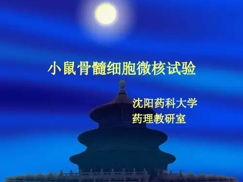 微核试验