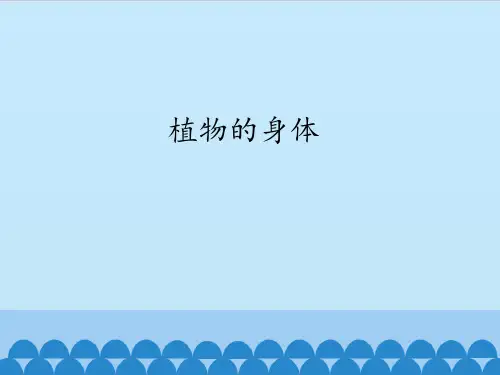四年级上册科学课件- 8 植物的身体(青岛版六年制) (共9张PPT)