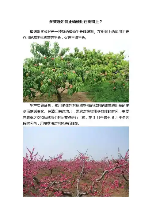 多效唑如何正确使用在桃树上？