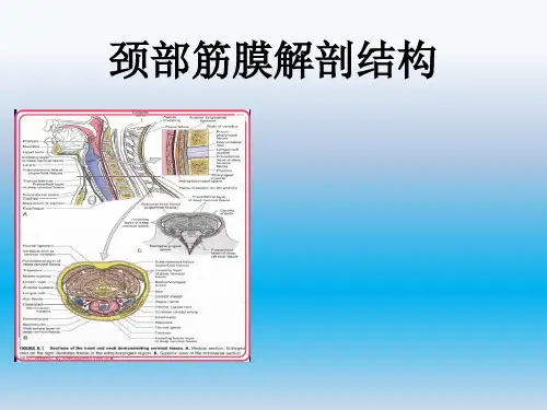 医学影像解剖学—颈部筋膜