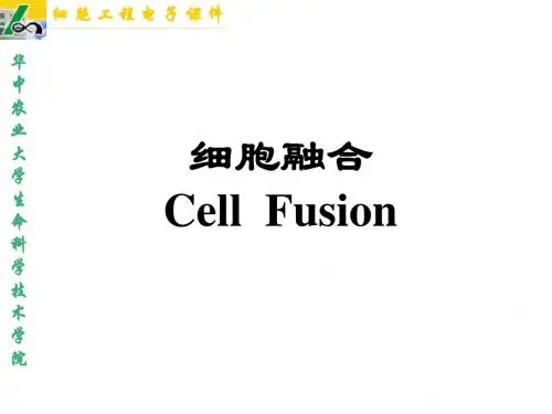 植物细胞工程课件第五章细胞融合
