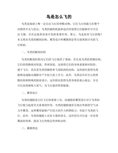 鸟是怎么飞的