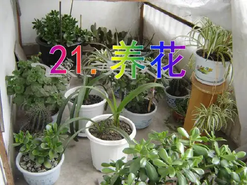 21《养花》课件