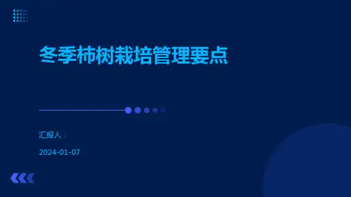 冬季柿树栽培管理要点