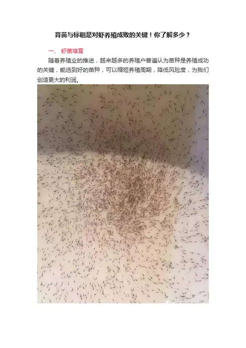育苗与标粗是对虾养殖成败的关键！你了解多少？