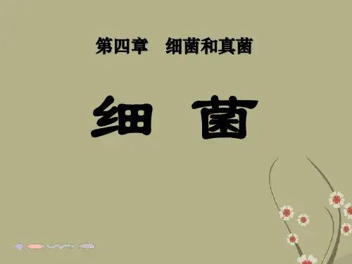 《细菌》细菌和真菌3-人教版八年级生物上册PPT课件