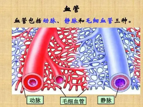 苏教版生物七下《血液循环》ppt课件1