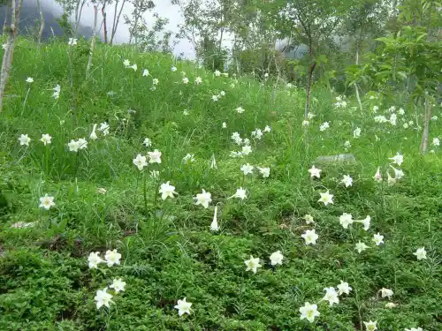心田上的百合花开ppt课件