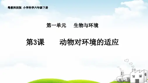 六年级下册科学ppt重点课件动物对环境的适应粤教版
