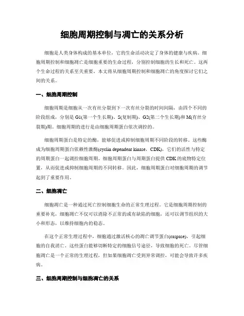 细胞周期控制与凋亡的关系分析