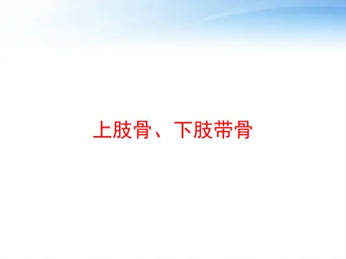 上肢骨、下肢带骨 ppt课件