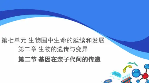 初中生物人教版八下：第二章 第二节 基因在亲子代间的传递 课件