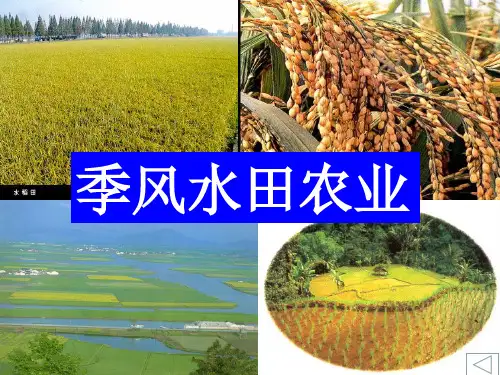 季风水田农业课件