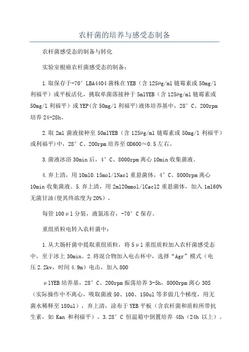 农杆菌的培养与感受态制备