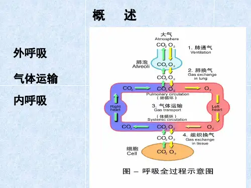 生理学-呼吸的课件幻灯片