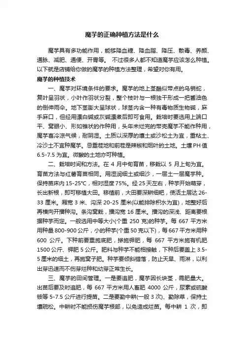 魔芋的正确种植方法是什么