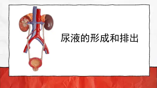 尿液的形成和排出  课件-2022-2023学年济南版生物七年级下册