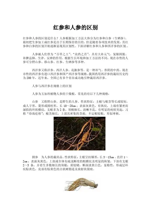 红参和人参的区别