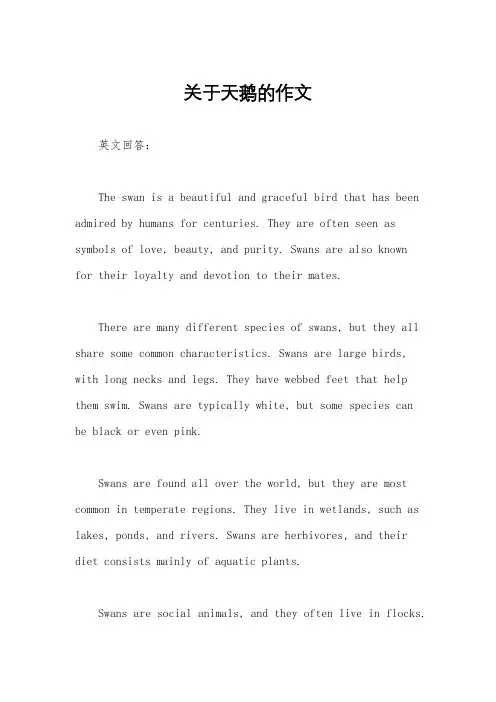 关于天鹅的作文