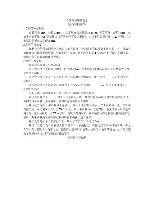 食管解剖