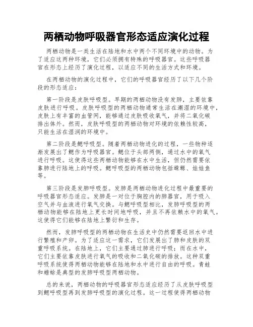 两栖动物呼吸器官形态适应演化过程