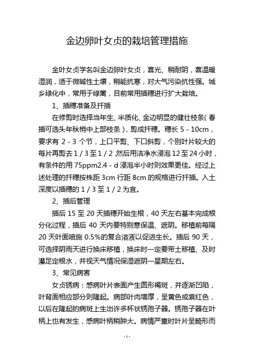 金边卵叶女贞的栽培管理措施