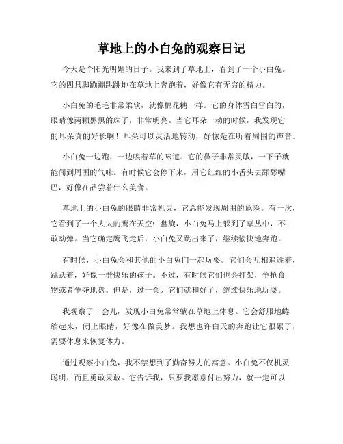 小学三年级作文草地上的小白兔的观察日记