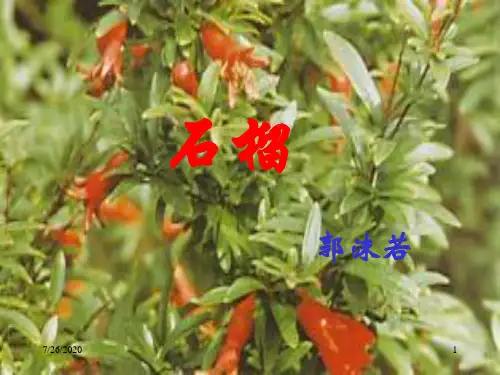 《石榴》ppt课件01