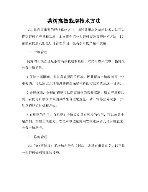 茶树高效栽培技术方法