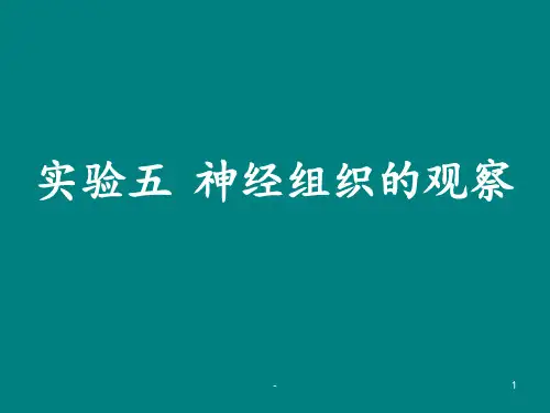 实验5-神经组织ppt课件