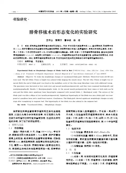 腓骨移植术后形态变化的实验研究