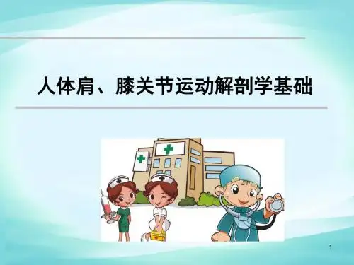 人体肩关节、膝关节运动解剖学基础医学PPT课件