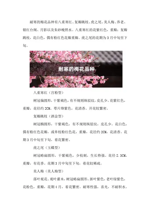 耐寒的梅花品种
