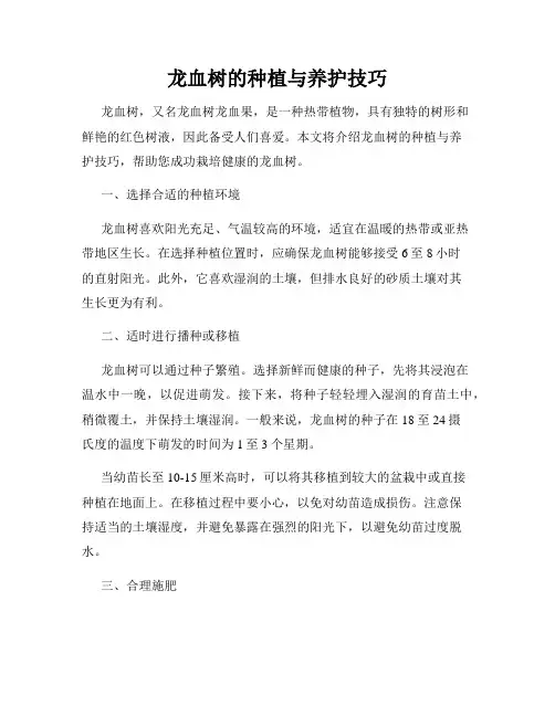龙血树的种植与养护技巧