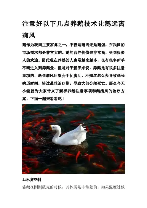 注意好以下几点养鹅技术让鹅远离痛风