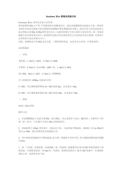 Southern blot实验方法和操作步骤