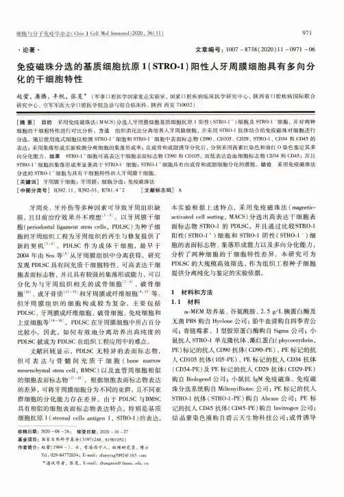免疫磁珠分选的基质细胞抗原1(STRO-1)阳性人牙周膜细胞具有多向分化的干细胞特性
