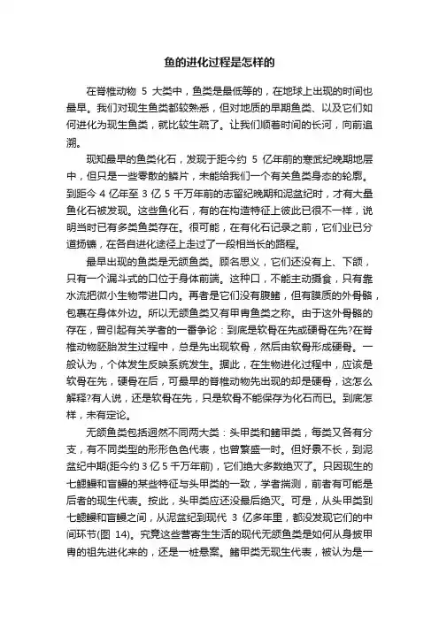 鱼的进化过程是怎样的