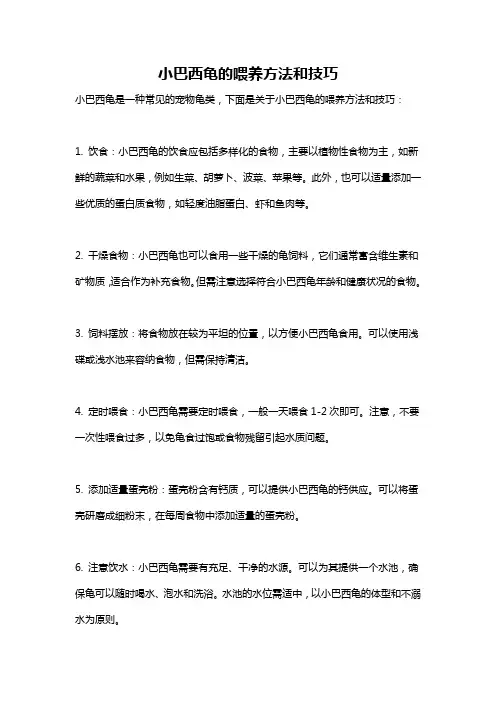 小巴西龟的喂养方法和技巧