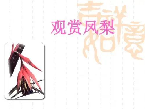 观赏凤梨
