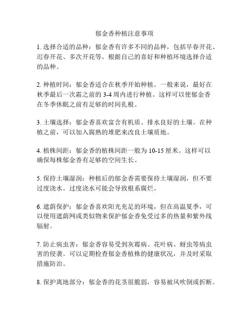 郁金香种植注意事项