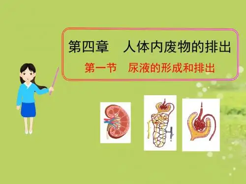 【初中生物】尿液的形成和排出PPT课件2