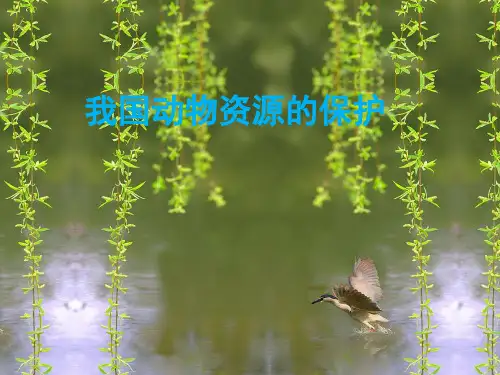 北师大版八年级上册生物  1 我国的动物资源及保护 课件 