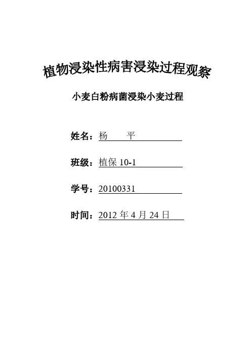 小麦白粉病菌浸染过程观察