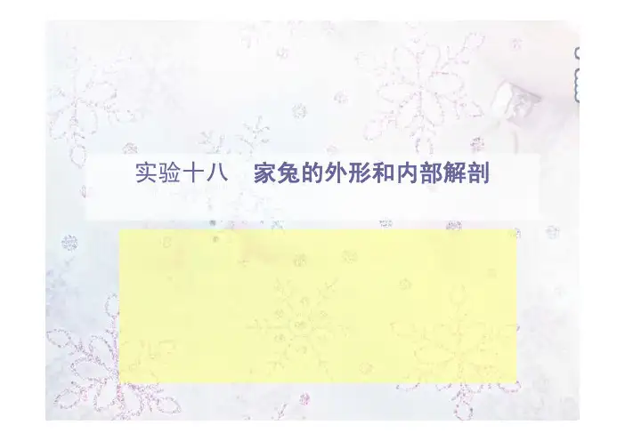 兔的解剖实验
