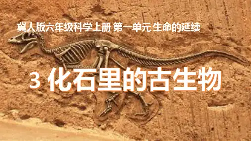 第三课《化石里的古生物》课件-冀人版六年级科学上册