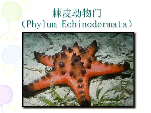 第13章棘皮动物门 共49页PPT资料