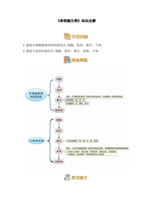 苏教版七年级生物上册《单细胞生物》知识全解
